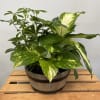 Potted green houseplant with variegated leaves in a wooden barrel planter