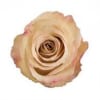 Single peach rose bloom with lightly ruffled petals against a white background