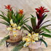 Let them enjoy this beautiful bromeliad plant in a premium rope woven