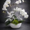 **just we have one**
5 stem orchid plants with a succulent and complimentary