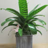 A gorgeous tropical bromeliad plant in a wood vase