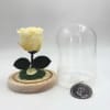 Single pale yellow rose under a glass dome with a wooden base