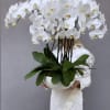 White orchid arrangement in a white bowl planter