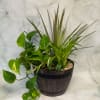 Lush green foliage steals the show in this dish garden, a mixed