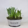 A seasonal bulb garden celebrating spring. Available for a limited time. Each