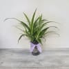 Spider plant planted in a clear glass vase with visible roots, bow