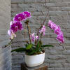 Three vibrant blooming orchid plants potted in a modern concrete trough planter
