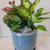 A beautiful blue container with an attached saucer planted with lovely indoor