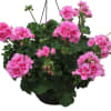 Large PINK ! Blooming with vibrant colors and captivating fragrances, this Geranium