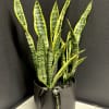 An easy to care for modern sansevieria plant in a ceramic pot