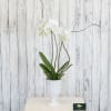 A classy phalenopsis orchid plant is presented in a modern white ceramic