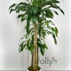 Dracaena Fragrans 5ft (152cm) - 6ft (183cm) in a white base.