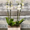 White orchids in a rectangular wooden planter
