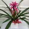 Peach-colored bromeliad plant in white ceramic pot. 20&rdquo;- 22&rdquo; plant. Beautiful and