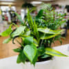 Potted green houseplant arrangement in a white ceramic bowl