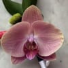 Typically worn on a lapel, it consists of additional blooms and we