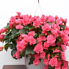 Hanging basket of bright pink flowers in a white pot