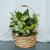 Assorted plants in a 9in basket.

Plant types and basket color/design may vary.