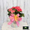 A rosy and cheerful plant, paired with a sweet bow, sure to