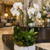 White Elegance Lux &ndash; Phalaenopsis Orchid is a striking floral piece defined