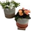 Two potted flowering plants in striped ceramic pots, one white and one peach