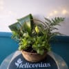 A fresh, leafy gift that feels like a breath of nature: this