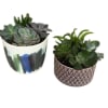 Compact succulent arrangement that bring calm, contemporary style to everyday gifting-perfect as