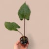 Alocasia Metalhead
Striking and sculptural, the Alocasia Metalhead features oversized, arrow-shaped leaves with