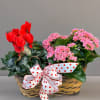 Basket of red cyclamen and pink kalanchoe with a polka-dot ribbon
