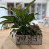 2 foliage plants in a decorative keepsake license plate tin