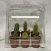 Six small potted cacti in a clear plastic cover