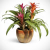 A bold, vibrant arrangement featuring two blooming bromeliads in rich coral and