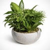 A lush blend of rich green foliage arranged in a decorative ceramic