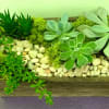 Succulent arrangement in a rectangular wooden planter with pebbles and moss