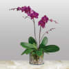 Potted purple phalaenopsis orchid with two tall blooming stems in a clear glass vase with pebbles.