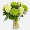 Green and white hydrangea bouquet in a clear glass vase