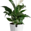 This Spathiphyllum Peace Lily will bring a simple flair to any homes