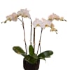 White orchids in a black pot with glossy green leaves