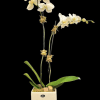 White orchid plant in a square ceramic pot