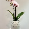 Potted orchid with pale pink blooms in a textured white vase