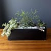 Succulent arrangement in a black rectangular planter with white stones