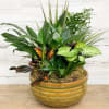 This beautiful dish garden comes in a 12 inch ceramic pot. Pot