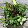 Beautiful dish garden in metal container. Containers and plants will vary but