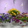 Vivid pansies tumbling from a crisp white hanging basket create an instant