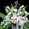 Monstera. Gerbera.  Calla lily. Hydreange.  Snap
