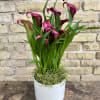 A Beautiful Calla Lily Plant Set Into a White Ceramic
Container. Color of