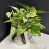 Variegated green and cream potted plant in a light ceramic pot on a marble-topped table