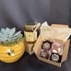 Bundle with beehive succulent, jar of honey &amp; 4 truffles