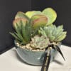 For the plant lover who values simplicity. This 8-inch low bowl features
