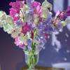 Sweet peas are SO sweet!!!  And they smell so good!! 